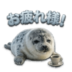 Hallo from Spotted seal!