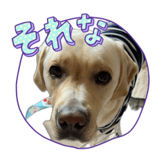 The daily life of the Lab ver.5