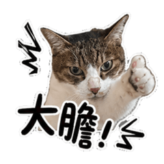 霸氣a強哥