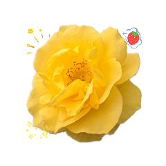 沈默•就送花吧!優雅地句點:玫瑰系列A