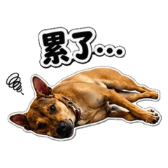 Lucky擺爛