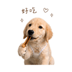 黃金獵犬莤菈-日常