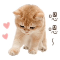 英短貓咪Toby Cat Daily Life