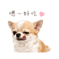 我是吉娃娃Kitty （日常）