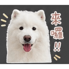 SAMOYED-woo
