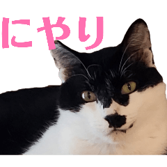 nyantaro02
