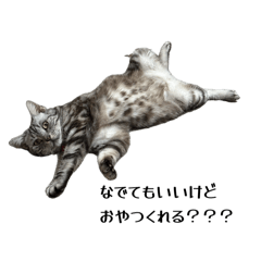cat yuzupi