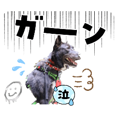 dogmasyu_20260604202107