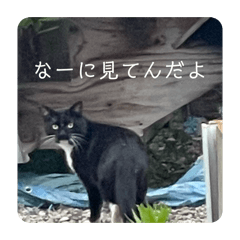 tamaking_20260604204215
