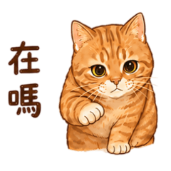 橘貓台味日常口頭禪