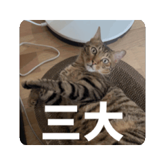 張芝麻