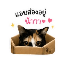 Cat_Tam