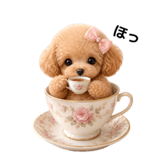 Teacup Toy Poodle
