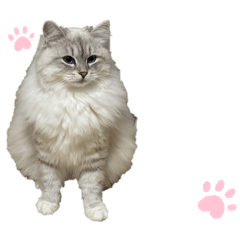 himari_20260602234335