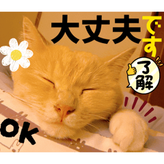 Mochioba_20260617083421