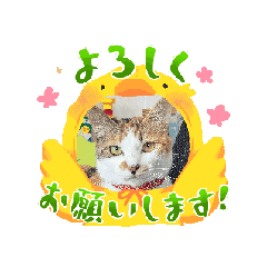 kome_20260616184220