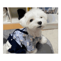 Chappie_20260616231822
