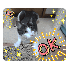 FUKU_20260617