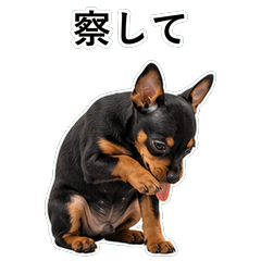 狗狗鹽回應 D036