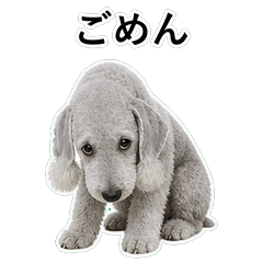 狗狗鹽回應 D040