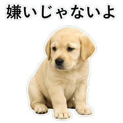 狗狗鹽回應 D022
