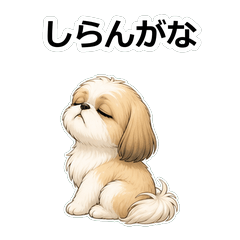 西施犬動畫真心話 Z005