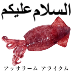 Flesh Baby squid 13