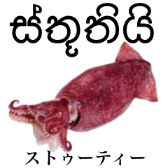 Flesh Baby squid 19