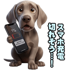 Convenient for communication! Weimaraner