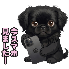 Pekingese-Chihuahua 16
