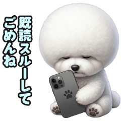 Afro-haired Bichon Frise 18