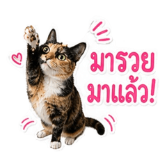 Maruay The Lucky Thai CAT