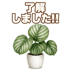 Real Reaction Calathea orbifolia A100