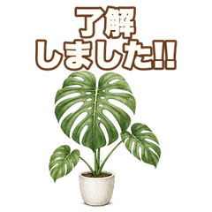 Real Reaction Monstera