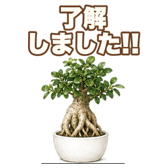 Real Reaction Ginseng Ficus