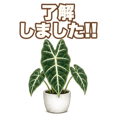 Real Reaction Alocasia Frydek A100
