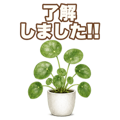 Real Reaction Pilea peperomioides A100