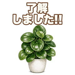 Real Reaction Peperomia