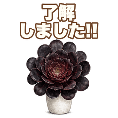 Real Reaction Aeonium
