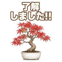 Real Reaction Maple Bonsai