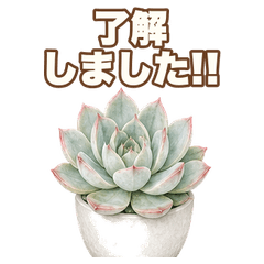 Real Reaction Echeveria