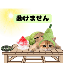 Knit Kittens: Fruit Edition[Muscat]