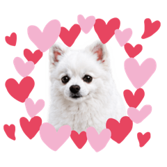 Cute Poms Every Day