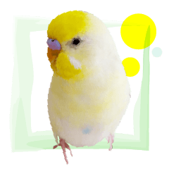 Budgerigar Ren1.5