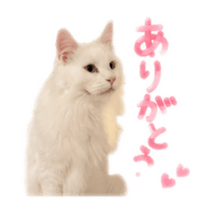 MIKIO_20260605162812