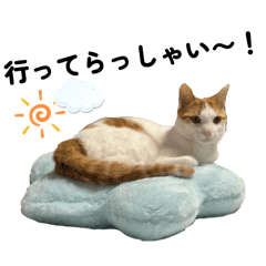 我が家猫202606