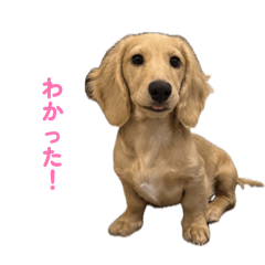 Kinako_20260605183758