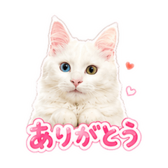 MIKIO_20260605193932