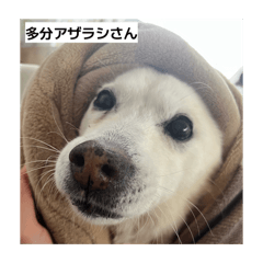 chimu_20260605213502