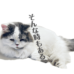 coco_20260605220610